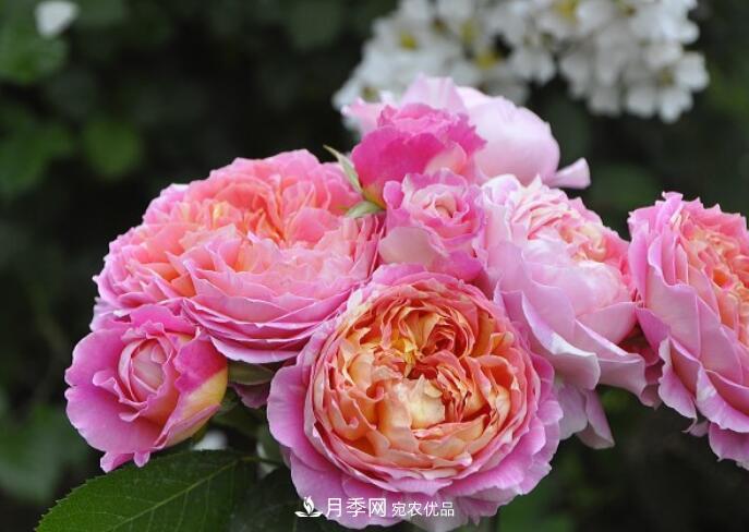 會變色的花！莫奈月季變化多，能耐高溫很好養(yǎng)(圖1)