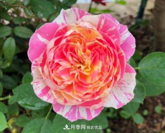 會變色的花！莫奈月季變化多，能耐高溫很好養(yǎng)(圖2)