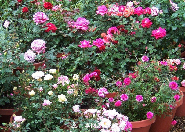 月季、三角梅、桂花、天竺葵，***適合秋天盆栽的花卉(圖1)