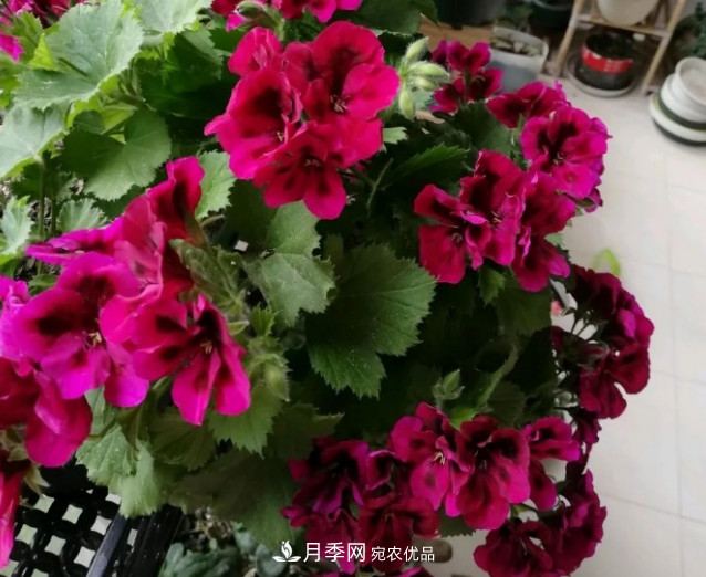 月季、三角梅、桂花、天竺葵，***適合秋天盆栽的花卉(圖5)