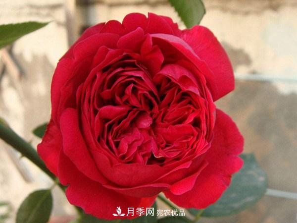 花期長(zhǎng)的藤本月季有哪些品種？(圖1)