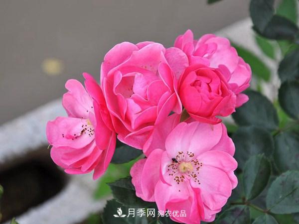 花期長(zhǎng)的藤本月季有哪些品種？(圖2)