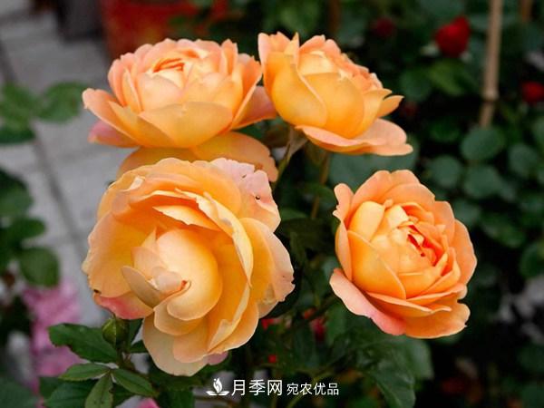 花期長(zhǎng)的藤本月季有哪些品種？(圖5)