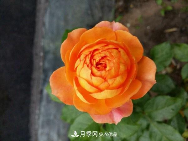 花期長(zhǎng)的藤本月季有哪些品種？(圖7)