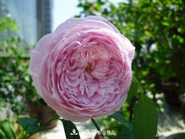 花期長(zhǎng)的藤本月季有哪些品種？(圖8)