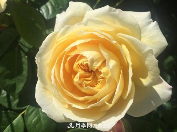 花期長(zhǎng)的藤本月季有哪些品種？(圖9)