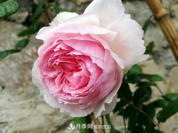 花期長(zhǎng)的藤本月季有哪些品種？(圖10)