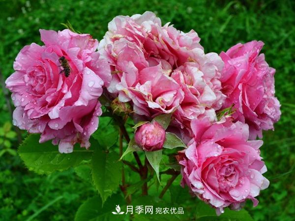 藤本月季之歡迎月季的優(yōu)缺點(diǎn)是什么？(圖2)