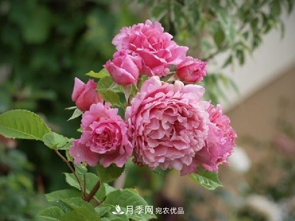 藤本月季之歡迎月季的優(yōu)缺點(diǎn)是什么？(圖3)