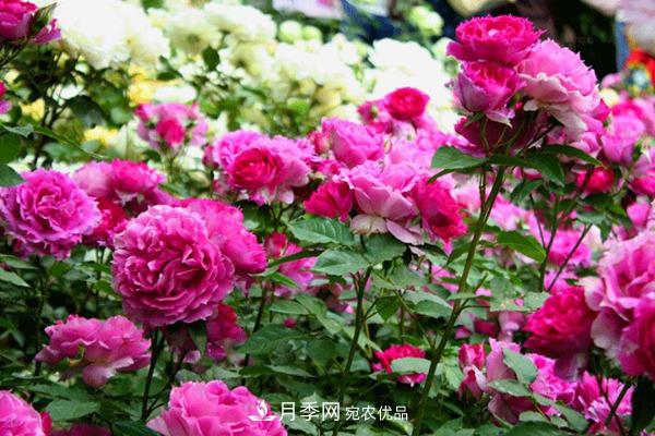 什么是豐花月季，它有什么特點(diǎn)？(圖1)