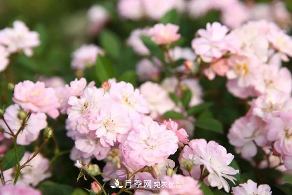 什么是豐花月季，它有什么特點(diǎn)？(圖2)