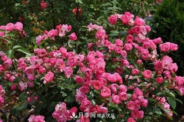 什么是豐花月季，它有什么特點(diǎn)？(圖4)