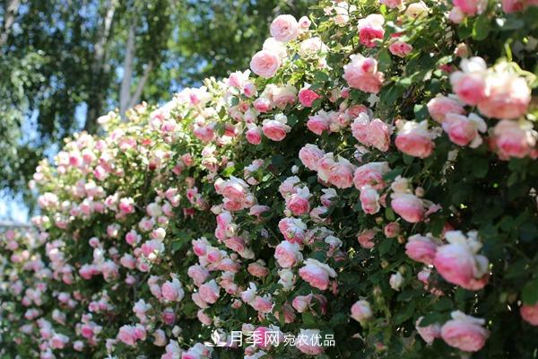 西北東北寒冷地區(qū)能種植藤本月季嗎？(圖1)