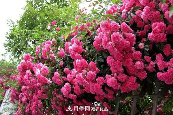 西北東北寒冷地區(qū)能種植藤本月季嗎？(圖2)
