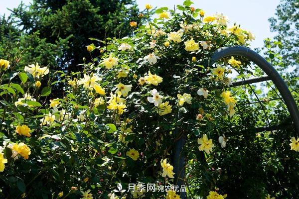 西北東北寒冷地區(qū)能種植藤本月季嗎？(圖3)