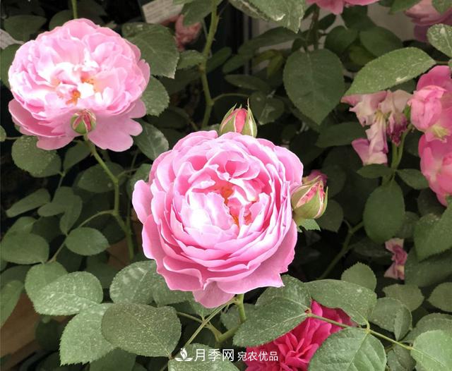月季花冬天會(huì)凍死嗎？防寒的措施(圖1)