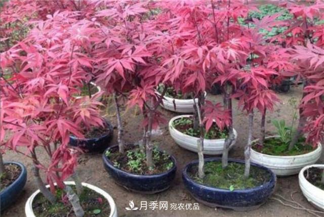 秋天到了，紅楓盆景需做好3個(gè)要點(diǎn)，葉子鮮紅似火(圖1)