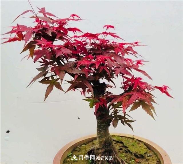 秋天到了，紅楓盆景需做好3個(gè)要點(diǎn)，葉子鮮紅似火(圖2)