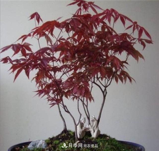 秋天到了，紅楓盆景需做好3個(gè)要點(diǎn)，葉子鮮紅似火(圖3)