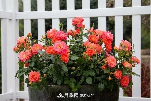 月季花夏季的修剪、施肥和防治病蟲害攻略，遠離紅蜘蛛黑斑病(圖1)