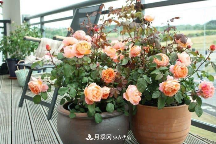 月季花夏季的修剪、施肥和防治病蟲害攻略，遠離紅蜘蛛黑斑病(圖2)