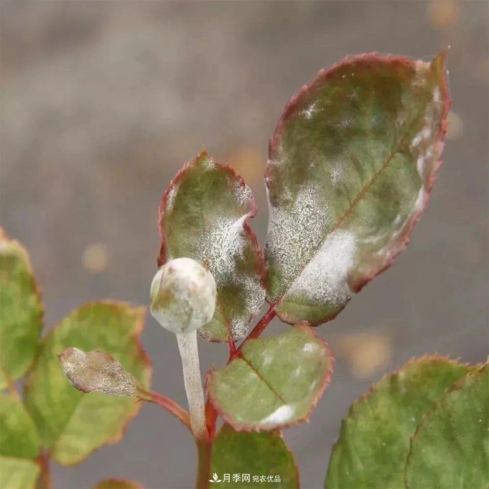 月季花夏季的修剪、施肥和防治病蟲害攻略，遠離紅蜘蛛黑斑病(圖6)