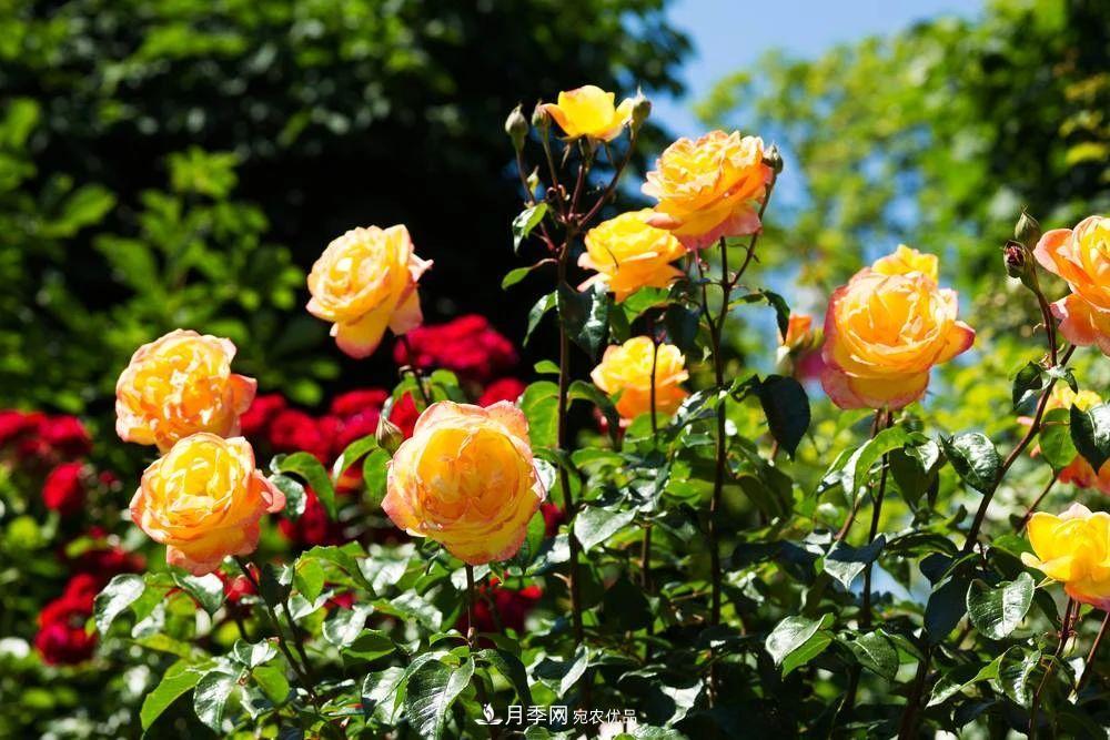 月季花夏季的修剪、施肥和防治病蟲害攻略，遠離紅蜘蛛黑斑病(圖7)