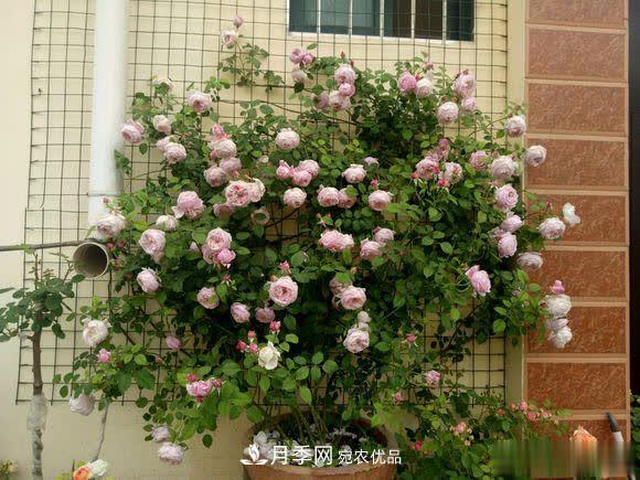 冬天養(yǎng)月季，開花很簡(jiǎn)單，滿足“2個(gè)要求”，家住東北也能開(圖1)