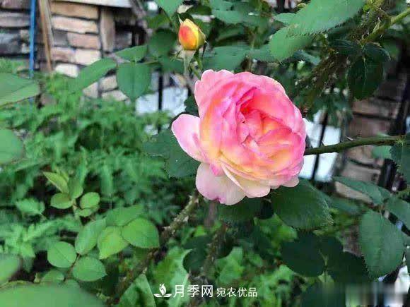 冬天養(yǎng)月季，開花很簡(jiǎn)單，滿足“2個(gè)要求”，家住東北也能開(圖2)