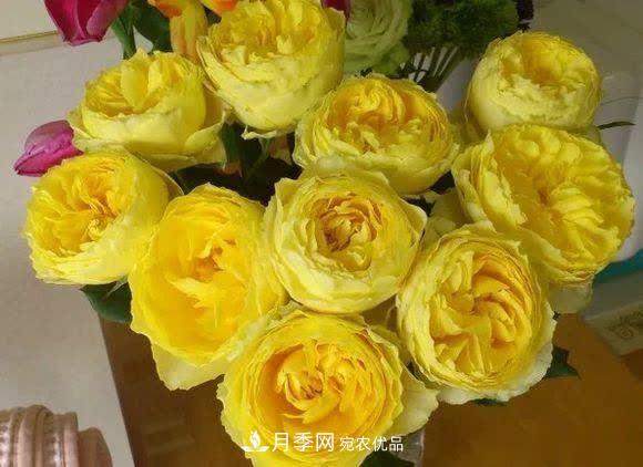 冬天養(yǎng)月季，開花很簡(jiǎn)單，滿足“2個(gè)要求”，家住東北也能開(圖8)