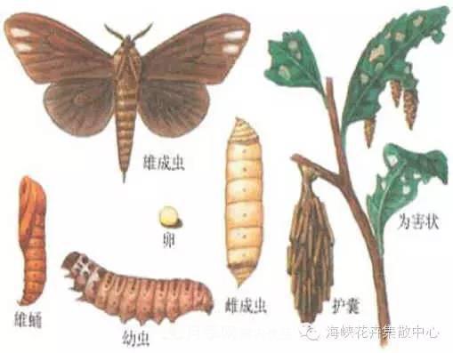 九月份園林苗木易發(fā)生的病蟲害及防治方法(圖1)