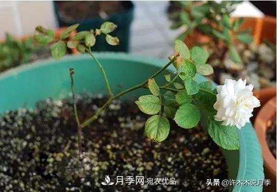 月季打頂是什么意思？教你正確打頂，苗更壯長(zhǎng)更快花更多(圖3)