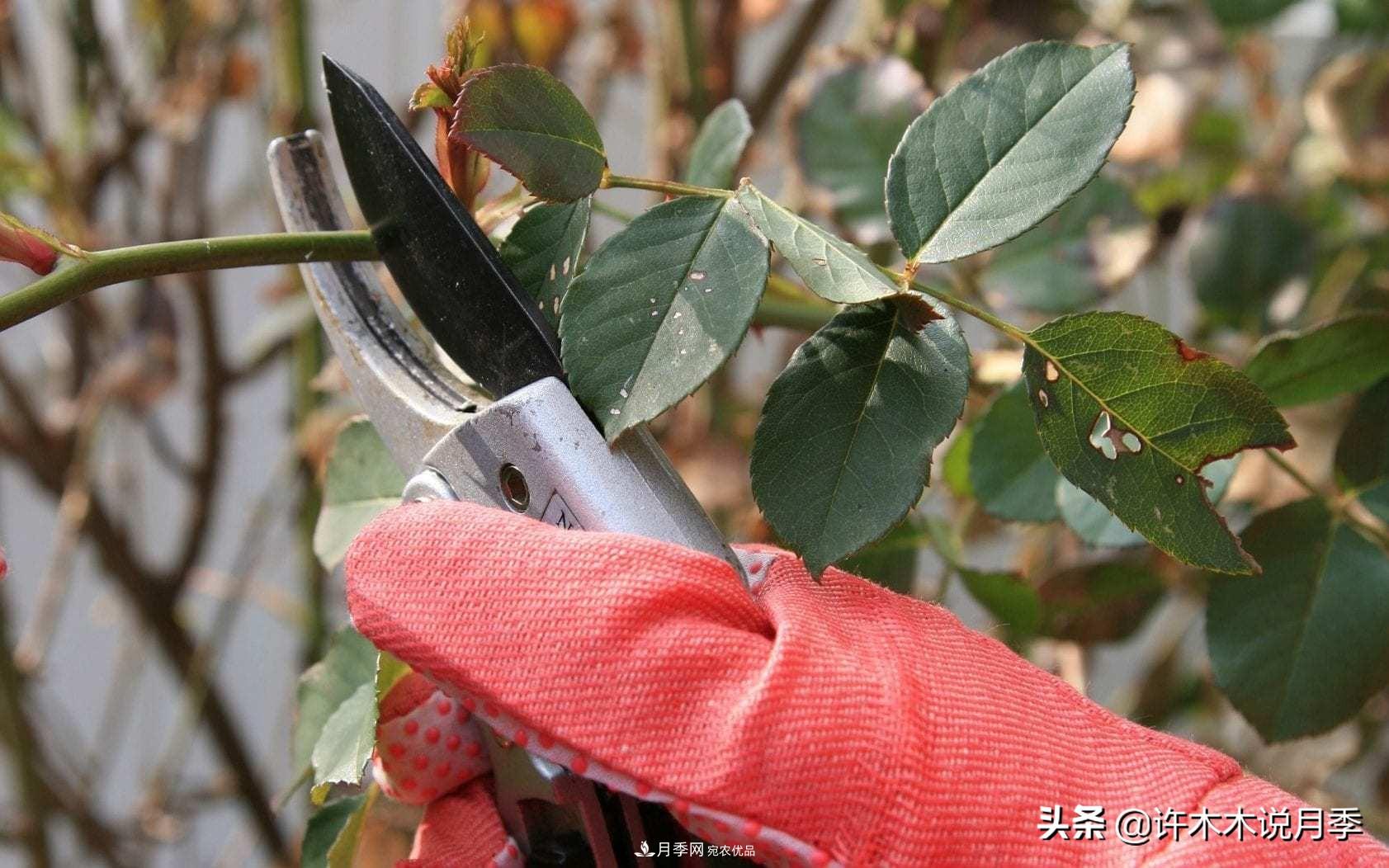 月季打頂是什么意思？教你正確打頂，苗更壯長(zhǎng)更快花更多(圖2)