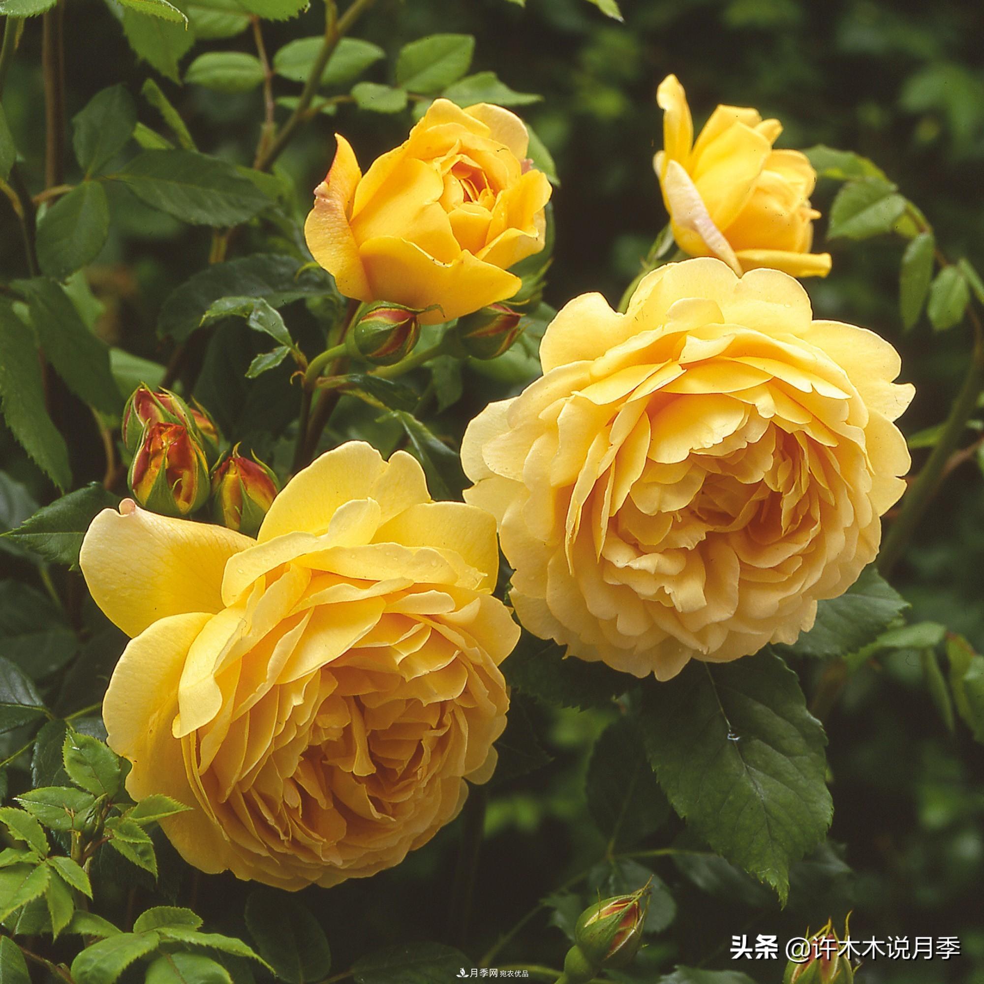 月季打頂是什么意思？教你正確打頂，苗更壯長(zhǎng)更快花更多(圖1)