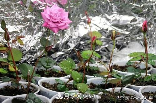 月季打頂是什么意思？教你正確打頂，苗更壯長(zhǎng)更快花更多(圖4)