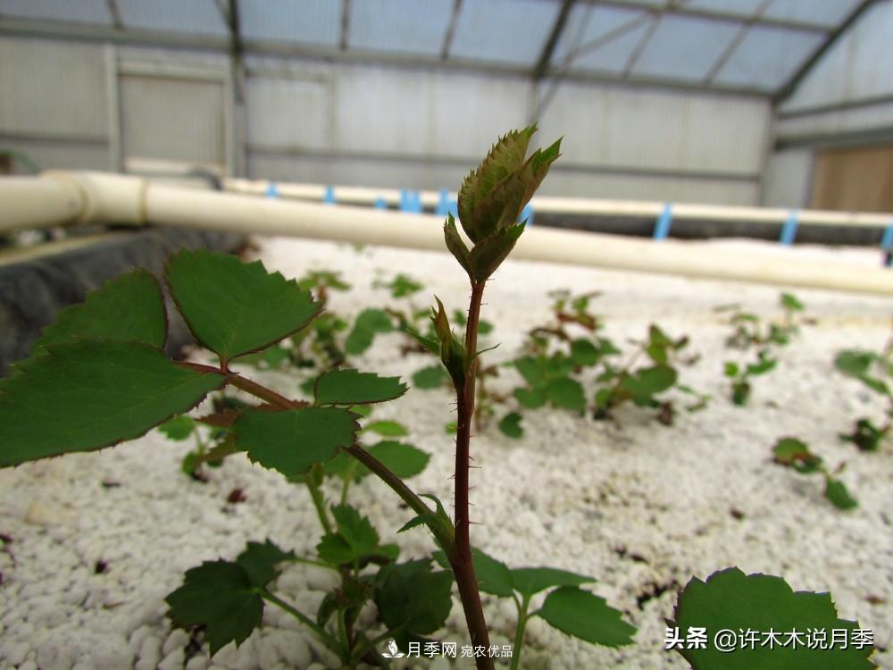 月季打頂是什么意思？教你正確打頂，苗更壯長(zhǎng)更快花更多(圖5)