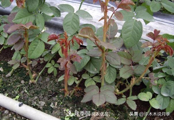 月季打頂是什么意思？教你正確打頂，苗更壯長(zhǎng)更快花更多(圖8)