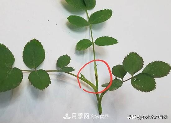 月季打頂是什么意思？教你正確打頂，苗更壯長(zhǎng)更快花更多(圖7)