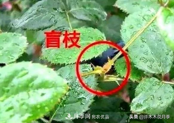 月季打頂是什么意思？教你正確打頂，苗更壯長(zhǎng)更快花更多(圖6)