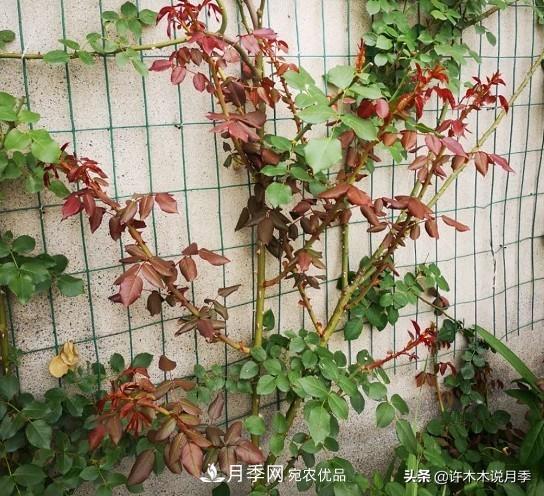 月季打頂是什么意思？教你正確打頂，苗更壯長(zhǎng)更快花更多(圖9)