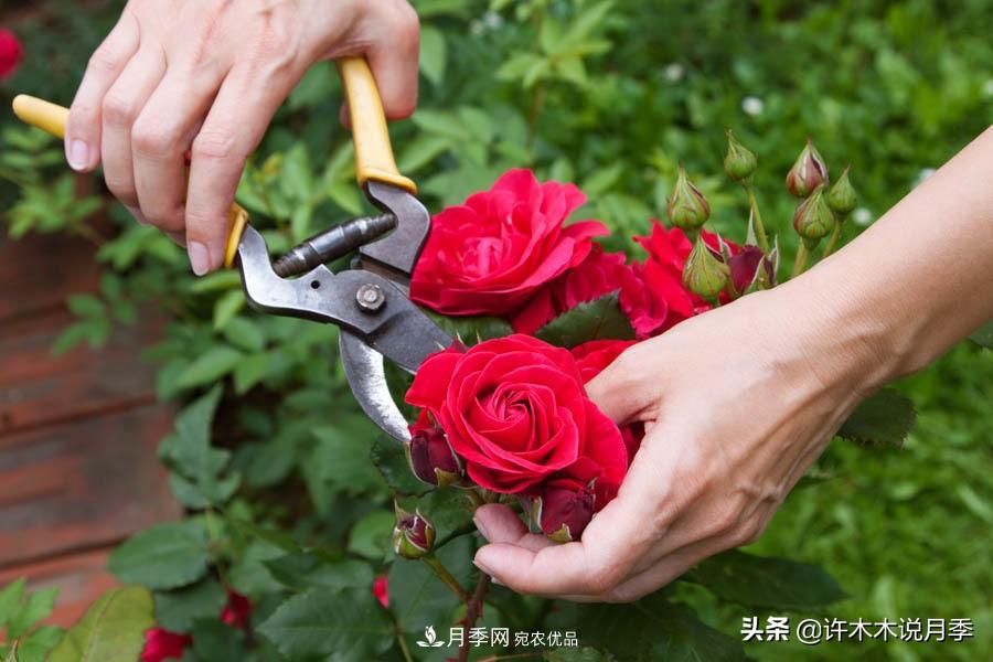 月季打頂是什么意思？教你正確打頂，苗更壯長(zhǎng)更快花更多(圖10)