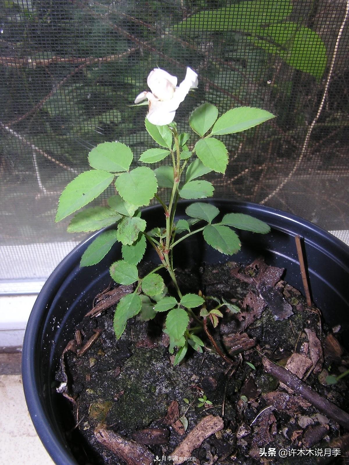 月季打頂是什么意思？教你正確打頂，苗更壯長(zhǎng)更快花更多(圖13)