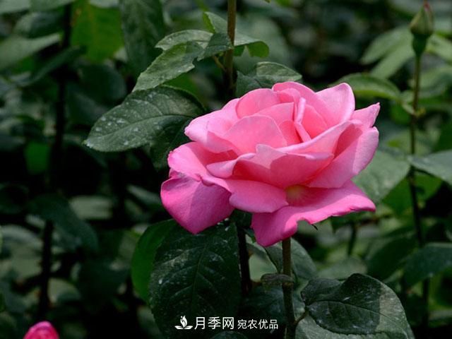 養(yǎng)月季，做好“4點(diǎn)”，月季花呼呼開，又多又大(圖1)