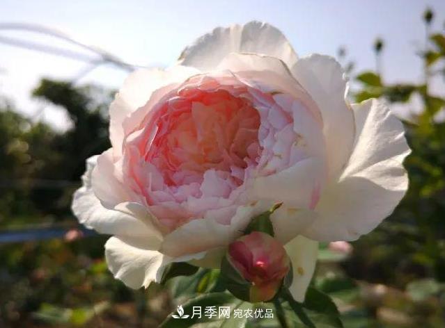 月季入秋修剪正當(dāng)時(shí)，2種株型3種剪法，月季秋剪不犯難！(圖1)