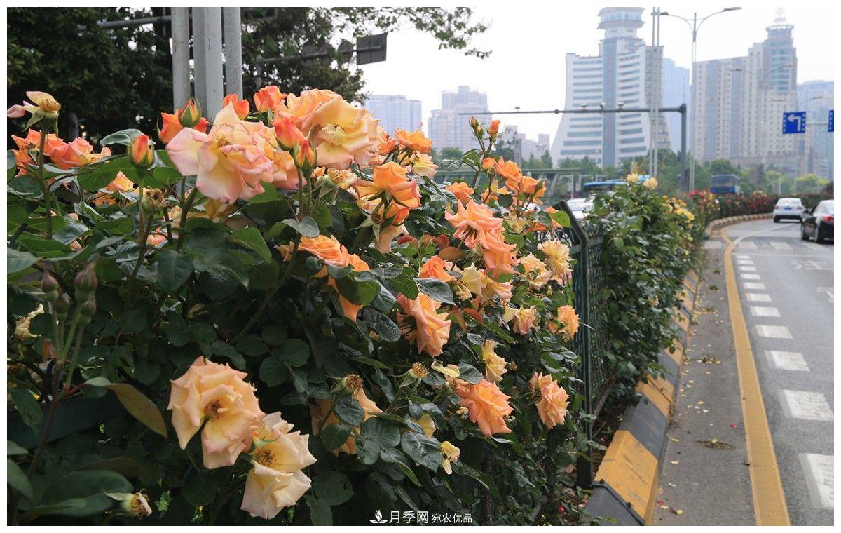 誰說月光族就不配養(yǎng)花？這20種月季花月薪3000也能養(yǎng)(圖1)