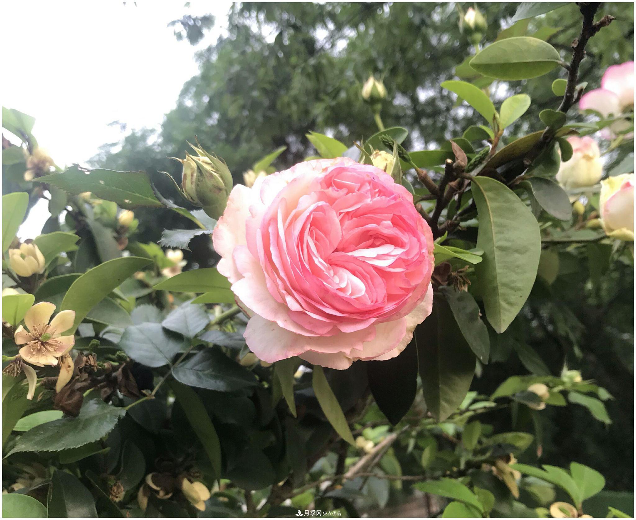 誰說月光族就不配養(yǎng)花？這20種月季花月薪3000也能養(yǎng)(圖2)