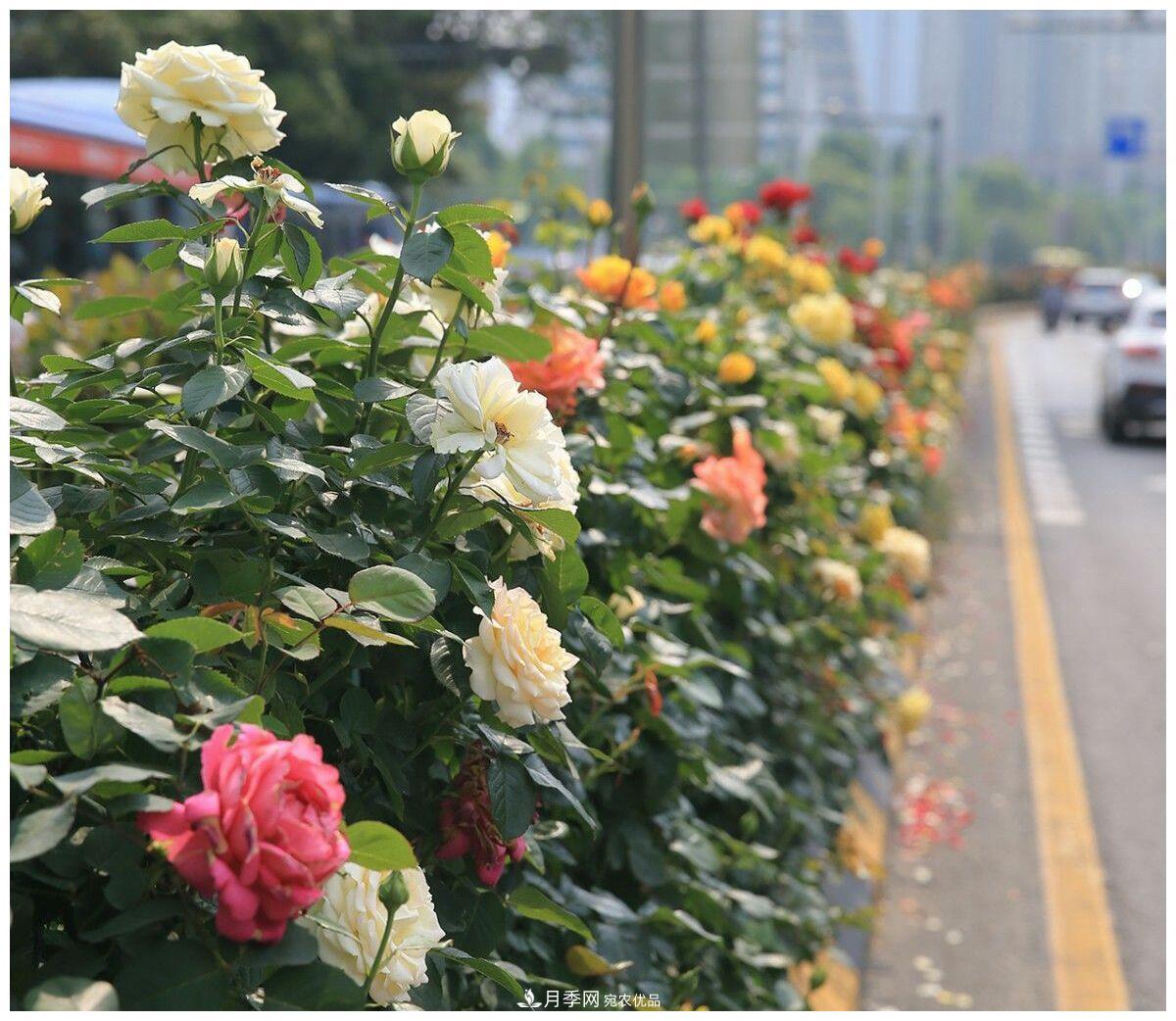 誰說月光族就不配養(yǎng)花？這20種月季花月薪3000也能養(yǎng)(圖3)