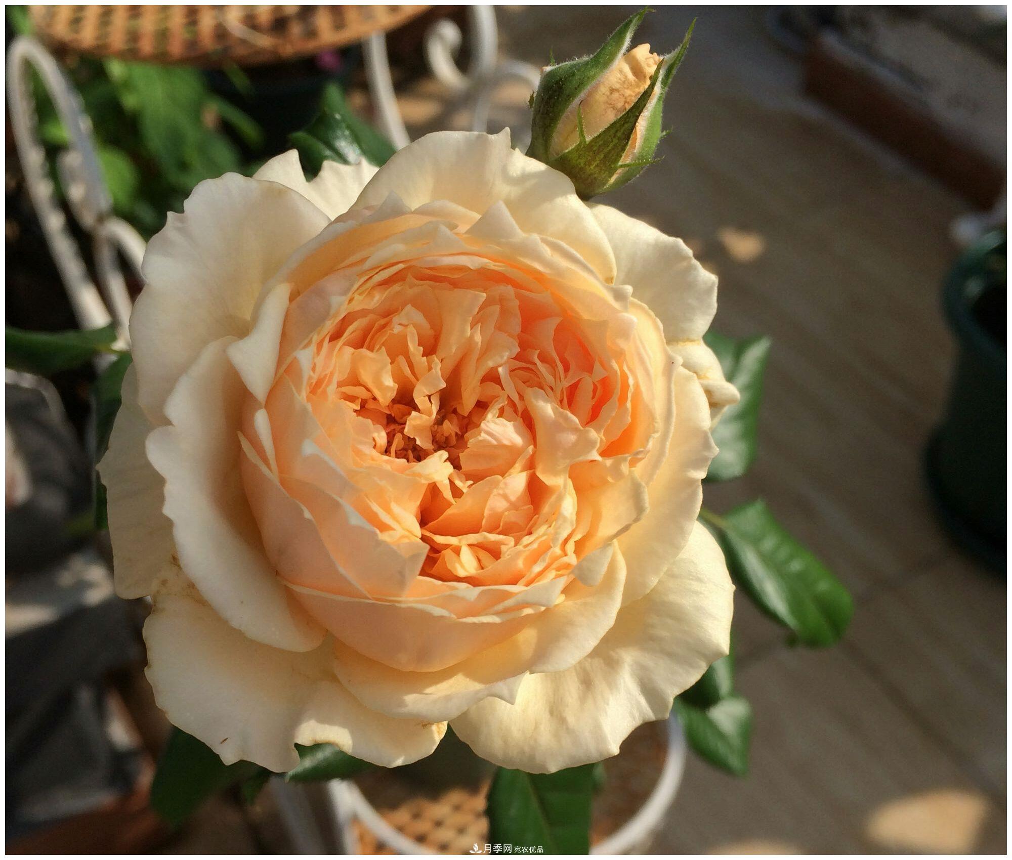 誰說月光族就不配養(yǎng)花？這20種月季花月薪3000也能養(yǎng)(圖6)