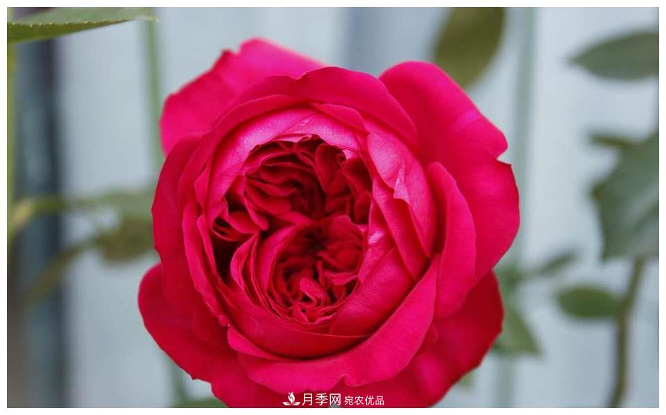 誰說月光族就不配養(yǎng)花？這20種月季花月薪3000也能養(yǎng)(圖8)