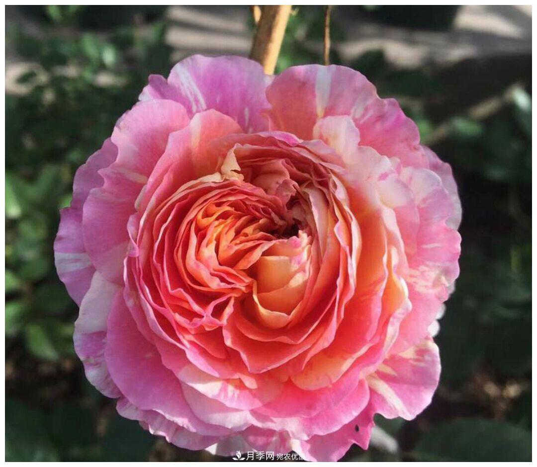 誰說月光族就不配養(yǎng)花？這20種月季花月薪3000也能養(yǎng)(圖7)